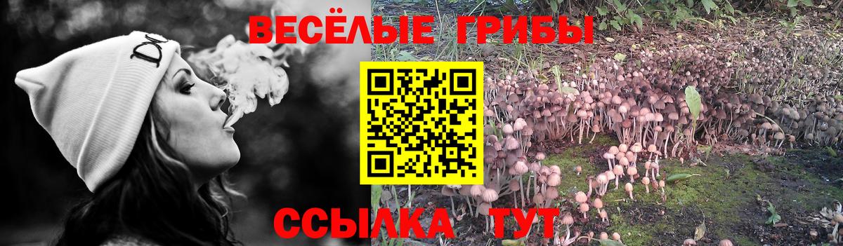 как найти   Галлюциногенные грибы GOLDEN TEACHER  Вход с VPN  Галлюциногенные грибы Cubensis  Тейково 